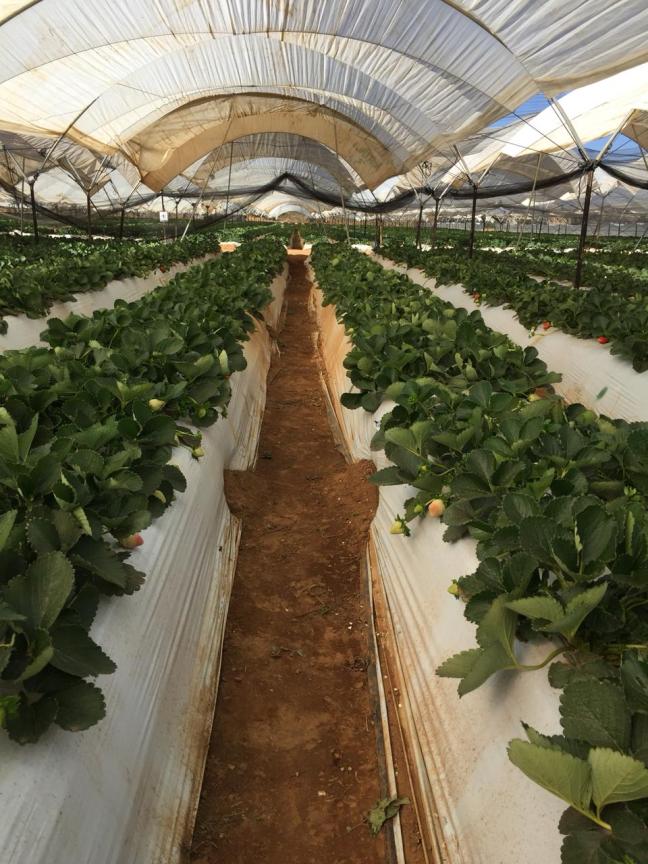 plantitas base blanca