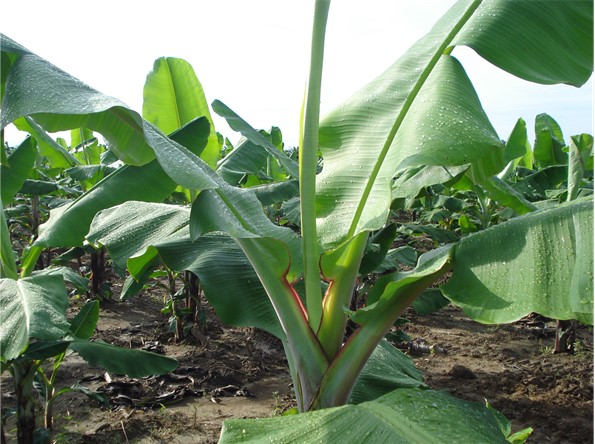 imagen 1 banano (parte 3)