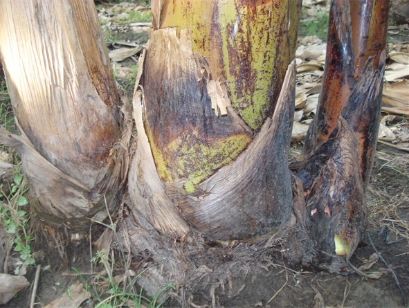 imagen 2 banano (parte 3)