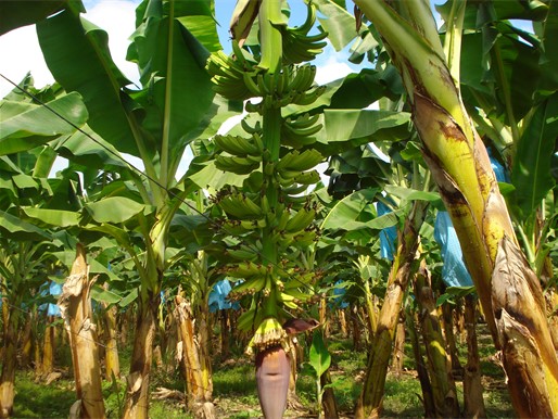 imagen 3 banano (parte 3)