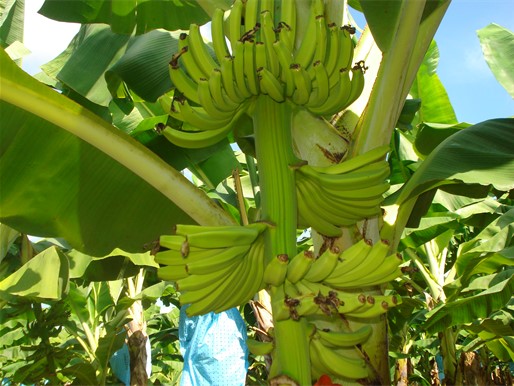 imagen 4 banano (parte 4)