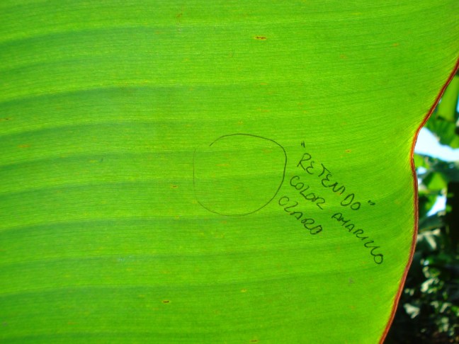 imagen 5 banano (parte 2)