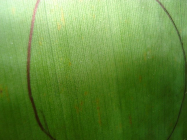 imagen 7 banano (parte2)