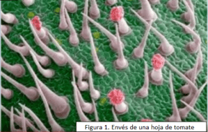 Enves de una hoja de tomate