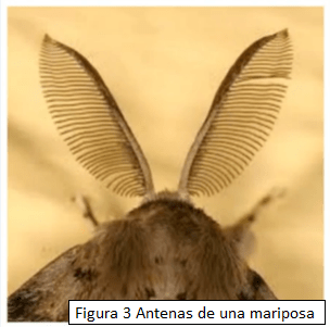 figura 3 antenas de una mariposa nocturna