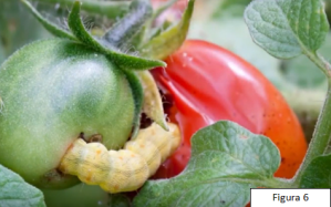 figura 6