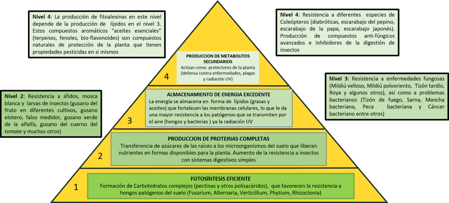 piramide sanidad plantas