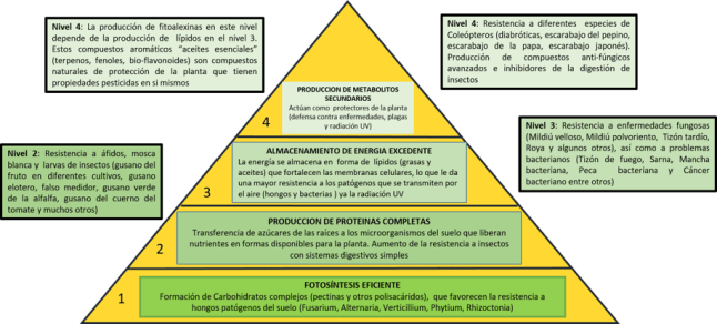 piramide sanidad plantas