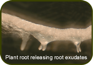 imagen blanco y negro raiz