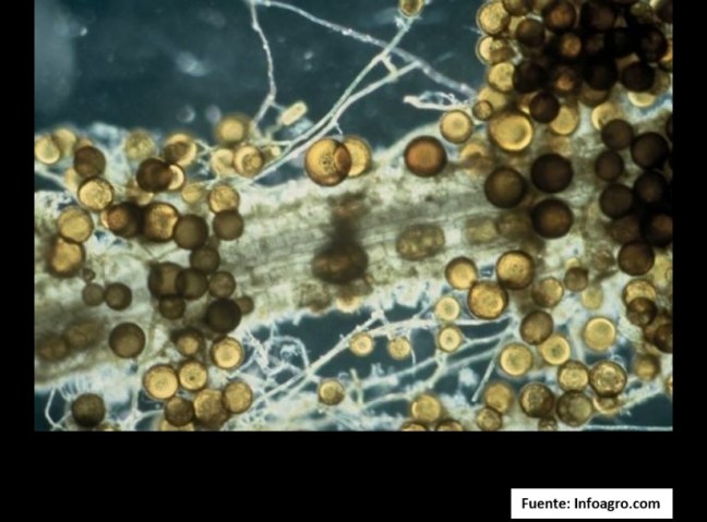 blog raiz micorrizada