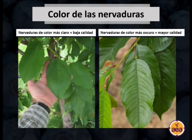 color de las nervaduras