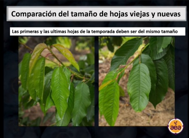 comparacion de hojas nuevas y viejas