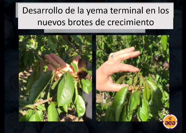 desarrollo de la yema terminal en los nuevos brotes de crecimiento