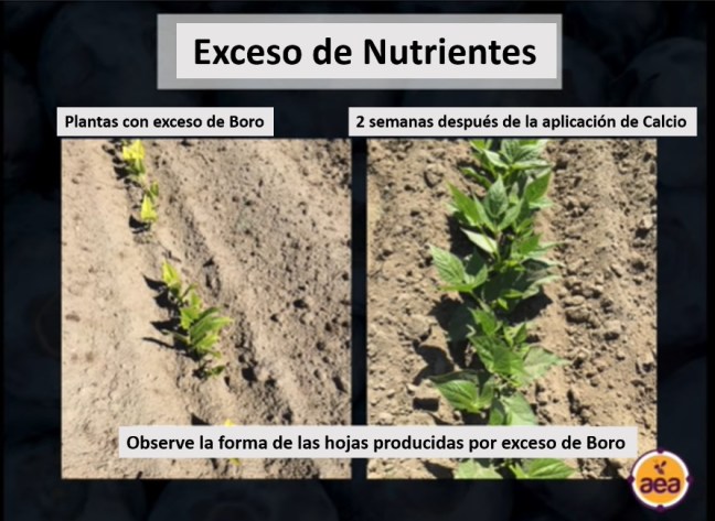 exceso de nutrientes