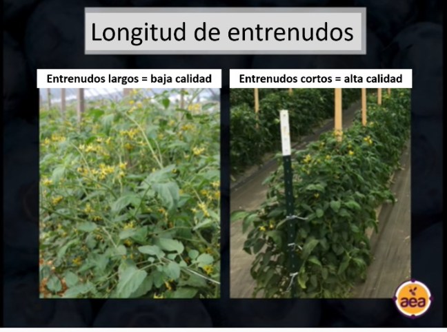 longitud de entrenudos