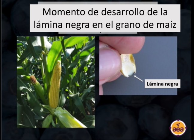 momento de desarrollo de la lamina negra