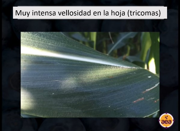 muy intensa vellocida en la hoja