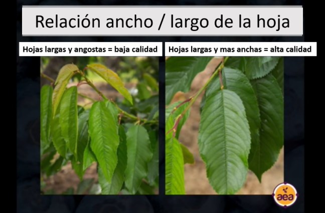relacion largo y ancho de la hoja