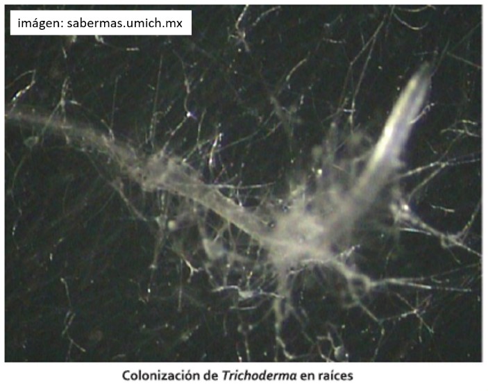 Colonizacion de Trichoderma en raices