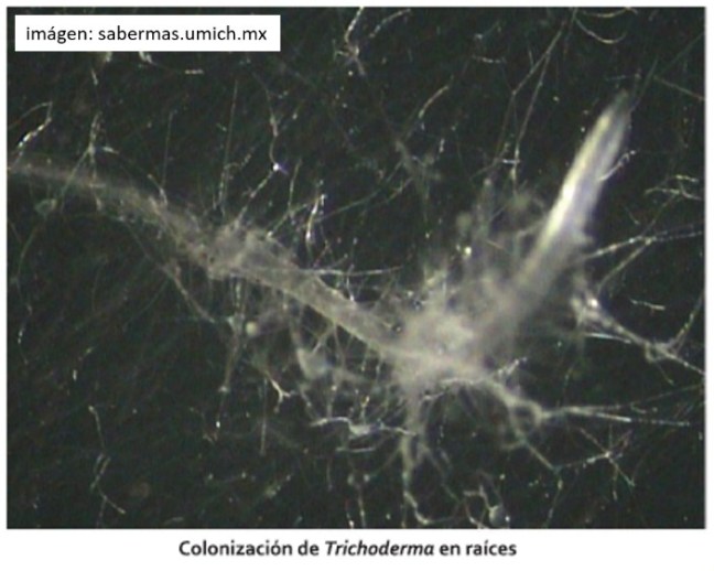 Colonizacion de Trichoderma en raices