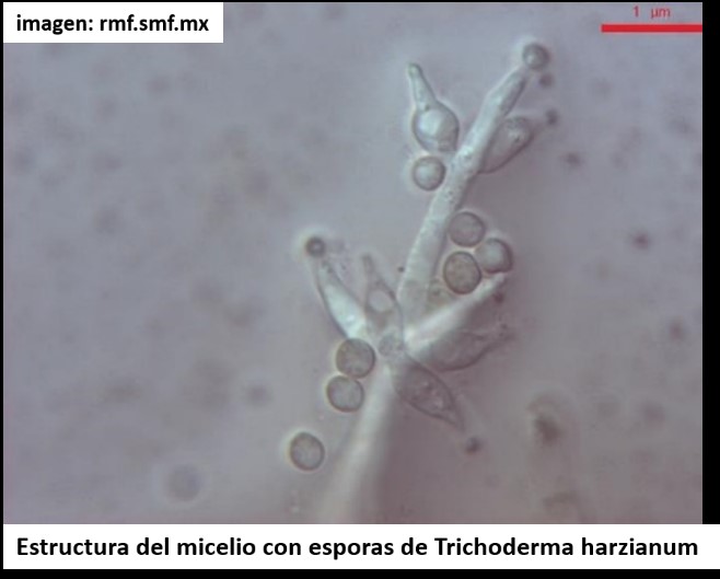 estructura del micello con esporas