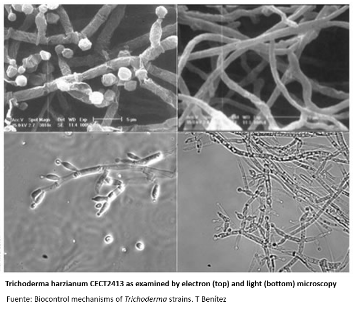 trichoderma harzianum