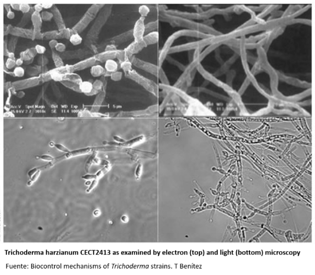trichoderma harzianum