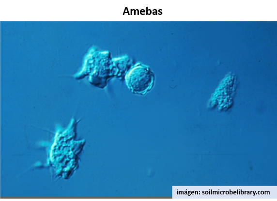 amebas