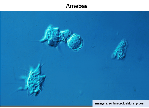 amebas