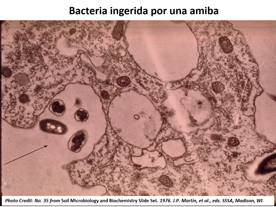bacteria ingerida por amiba