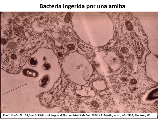 bacteria ingerida por amiba