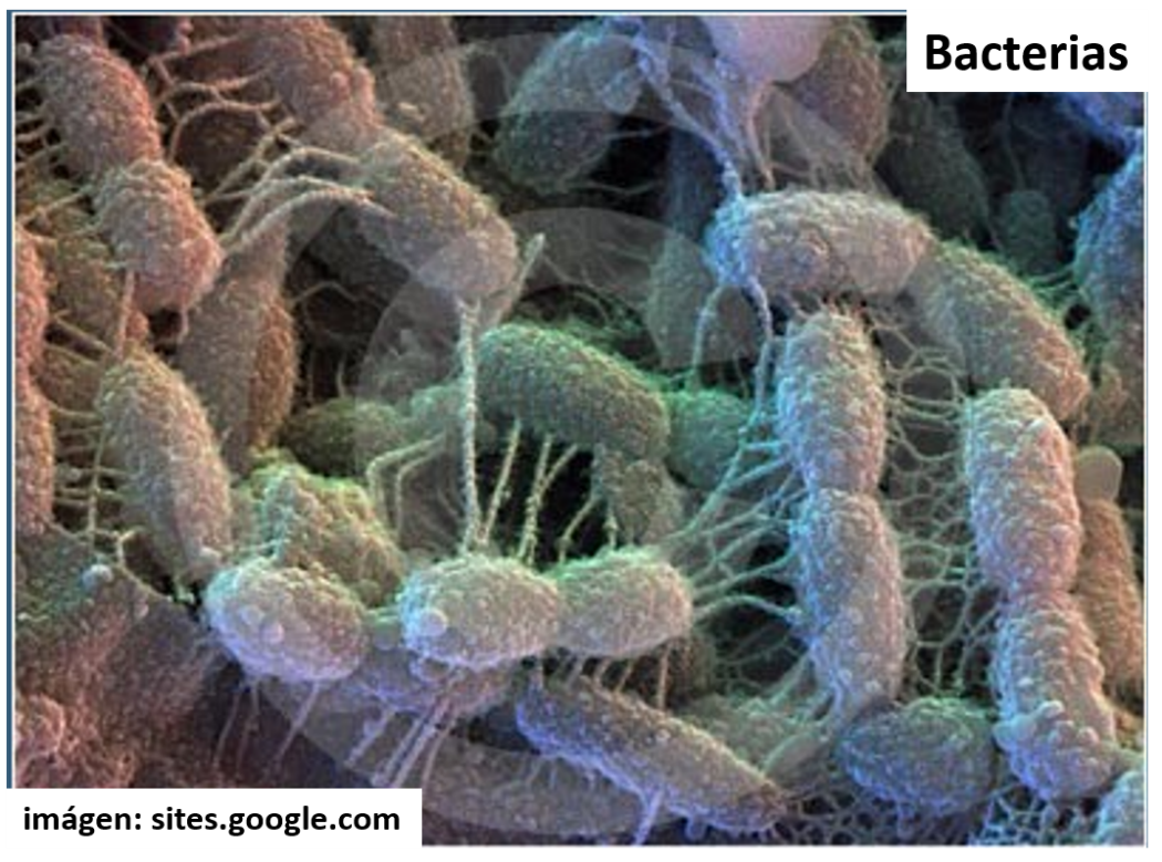 bacterias