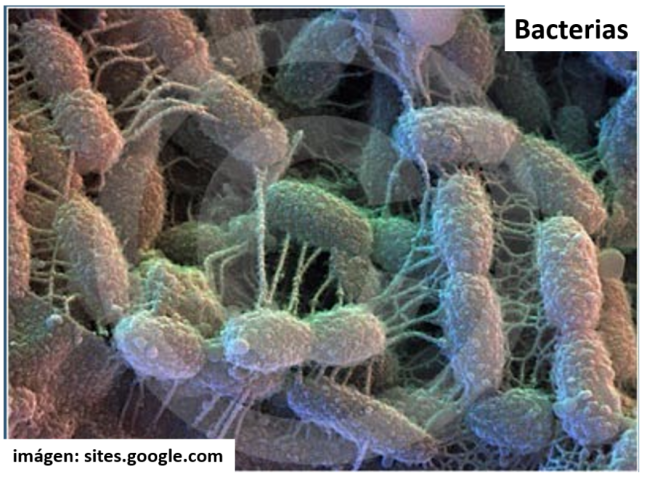 bacterias
