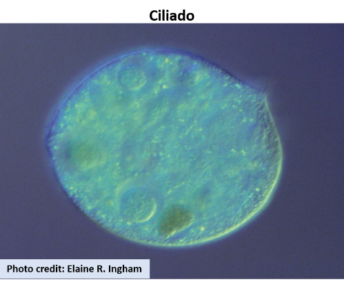 ciliado