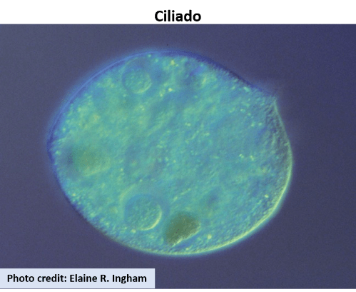 ciliado