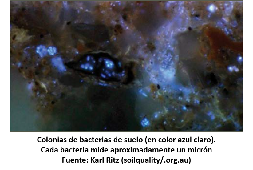 colonias de bacterias