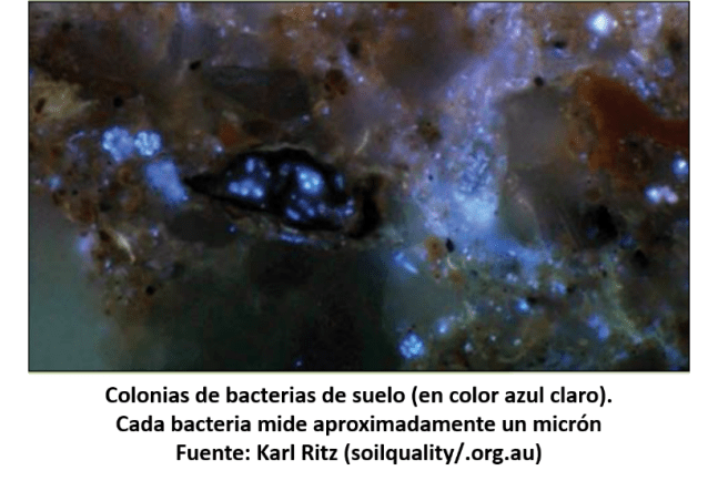 colonias de bacterias