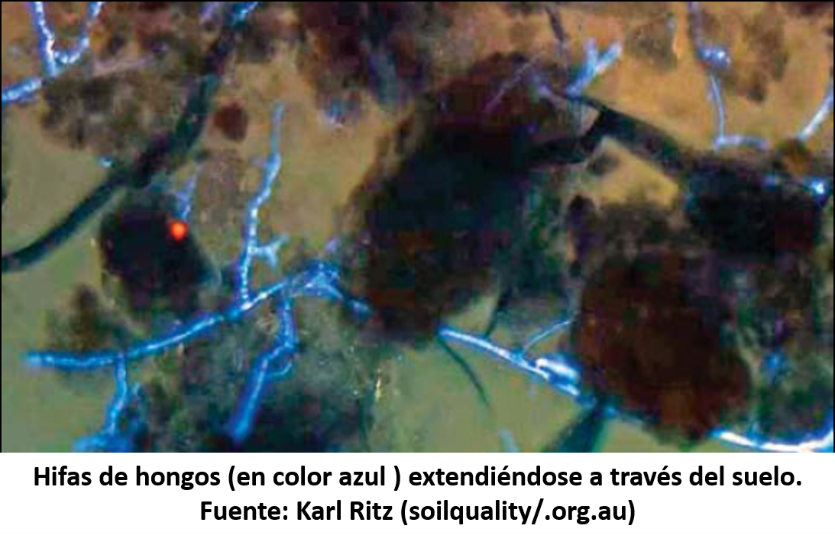 hifas de hongos