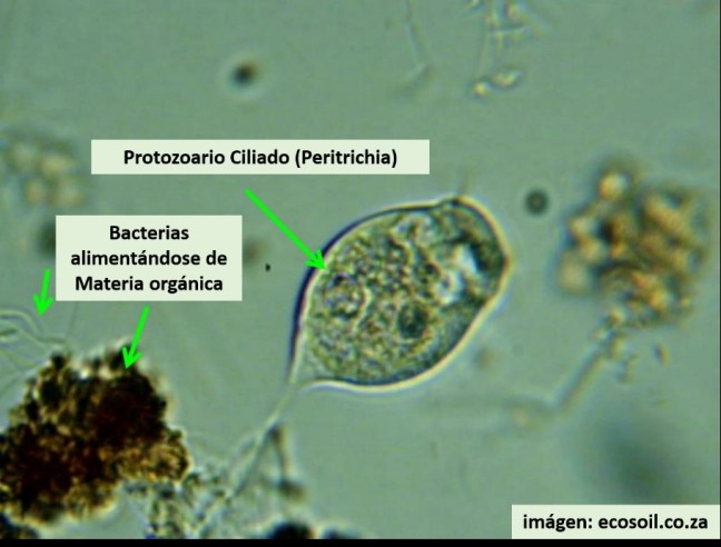 protozoario ciliado