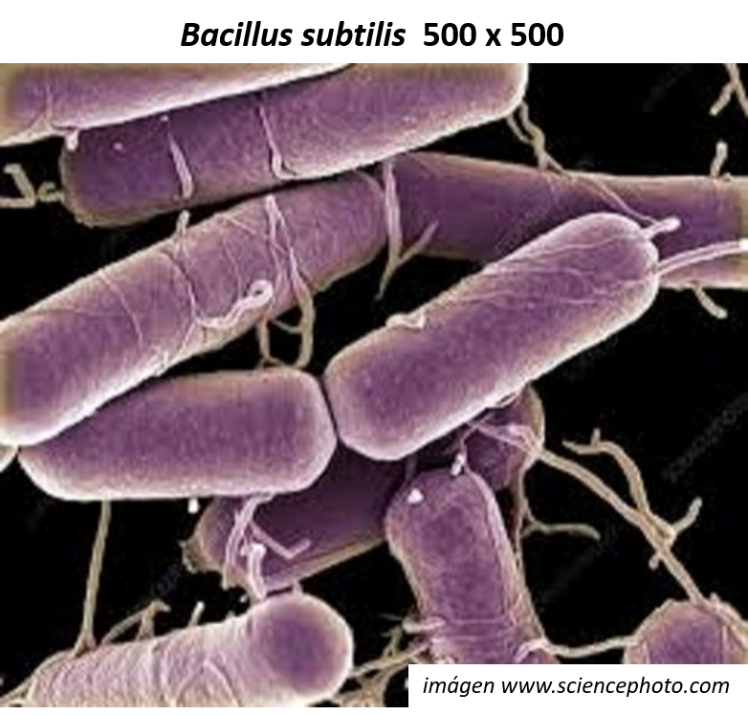 Hoja de Información: Bacillus subtilis – Quimcasa de México