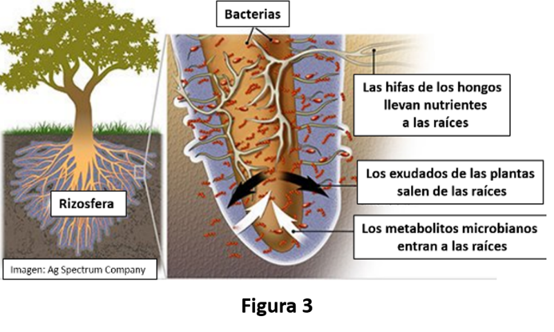Su Buen Funcionamiento Depende De Los Nutrientes Extraídos Por él