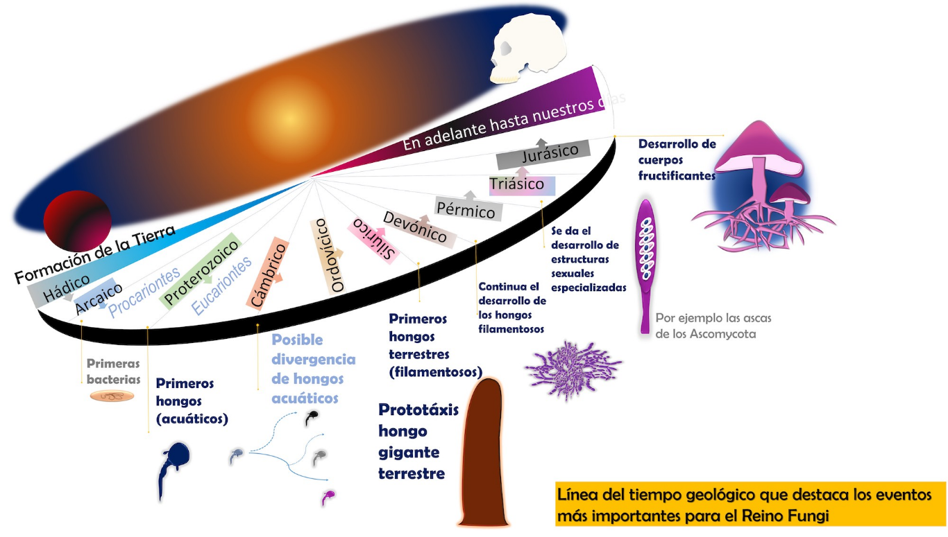 LOS HONGOS DEL SUELO Y LOS CICLOS BIOGEOQUÍMICOS 1era Parte – Quimcasa de  México